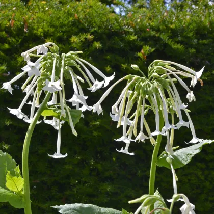 Tabak planý - Nicotiana sylvestris - semená tabaku - 200 ks