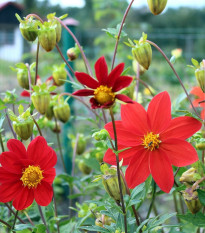 Georgína premenlivá Mignon zmes farieb - Dahlia variabilis - predaj semien - 20 ks