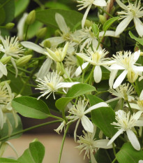 Plamienok plotný - Clematis vitalba - semená plamienka - 12 ks