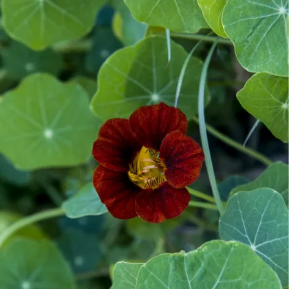 Kapucínka červeno-čierna Black Velvet - Alaska - Tropaeolum minus - semená - 15 ks