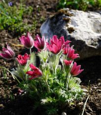 Poniklec obyčajný Rote Glocke - Pulsatilla vulgaris - semená - 10 ks