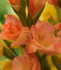 Gladiola oranžová veľkokvetá Peter Pears - Gladiolus - hľuzy gladioly - 3 ks