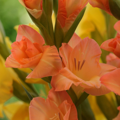Gladiola oranžová veľkokvetá Peter Pears - Gladiolus - hľuzy gladioly - 3 ks