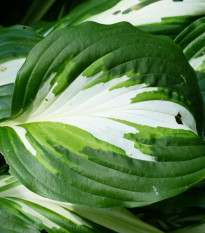 Funkia - Hosta - Mediovariegata - hľuzy funkie - 1 ks