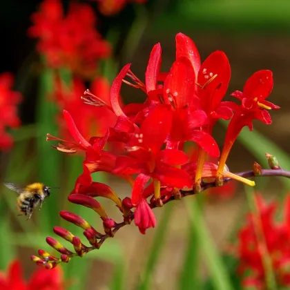 Montbrécia Červený kráľ - Crocosmia - hľuzy montbrécie - 4 ks