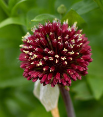 Okrasný cesnak Red Mohican - Allium amethystinum - cibuľoviny - 1 ks