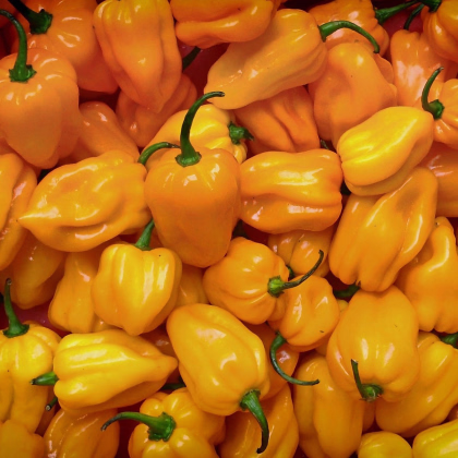 Chilli Trinidad Scorpion Moruga - Capsicum chinense - semená chilli - 5 ks