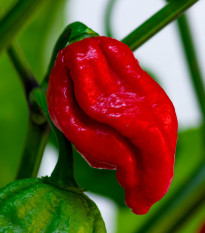 Chilli Naga Viper - Capsicum chinense - semená chilli - 6 ks