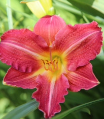 Ľaliovka Red Magic - Hemerocallis - hľúzovité korene ľaliovky - 1 ks