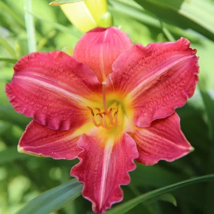 Ľaliovka Red Magic - Hemerocallis - hľúzovité korene ľaliovky - 1 ks