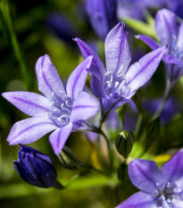 Brodia Queen Fabiola - Brodiaea laxa - cibuľoviny - 3 ks