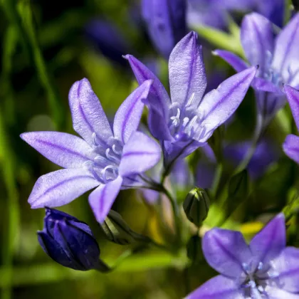 Brodia Queen Fabiola - Brodiaea laxa - cibuľoviny - 3 ks