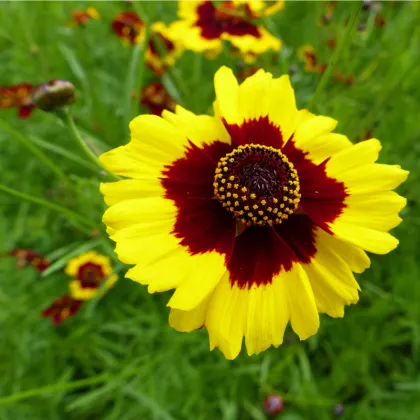 Krásnoočko dvojfarebné vysoké - Coreopsis tinctoria - semená - 50 ks