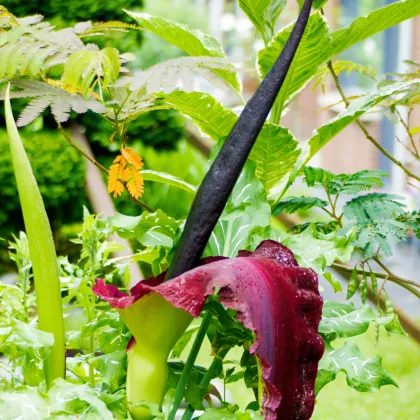 Diablov jazyk - Dracunculus vulgaris - cibuľoviny - 1 ks