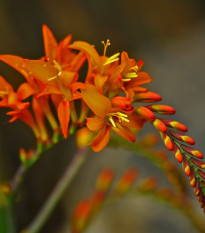 Montbrécia mix farieb - Crocosmia - hľuzy montbrécie - 12 ks