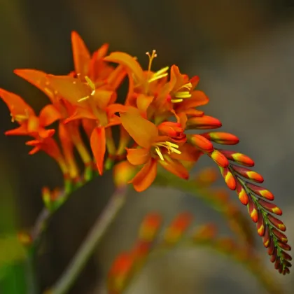 Montbrécia mix farieb - Crocosmia - hľuzy montbrécie - 12 ks