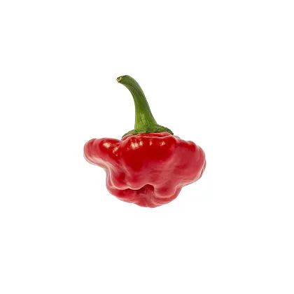 Chilli Jamaican Hot Red - Capsicum annuum - semená chilli - 6 ks