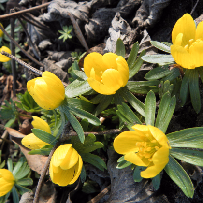 Talovín - Eranthis cilicica - cibuľoviny - 3 ks