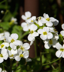 Arábka alpínska biela - Arabis alpina - semená - 200 ks