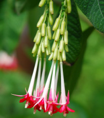 Fuchsia bolívijská biela - Fuchsia boliviana - semená fuchsie - 10 ks