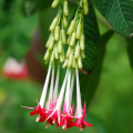 Fuchsia bolívijská biela - Fuchsia boliviana - semená fuchsie - 10 ks