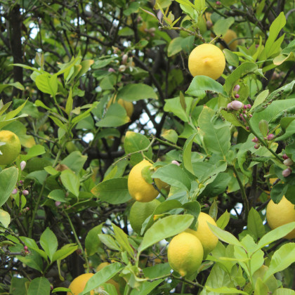 Citrónovník pravý - Citrus limon - semená citrónovníka - 5 ks