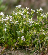 Lyžičník lekársky - Cochleria officinalis - semená lyžičníka - 20 ks