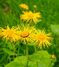 Oman pravý – Inula helenium – semená omanu - 20 ks