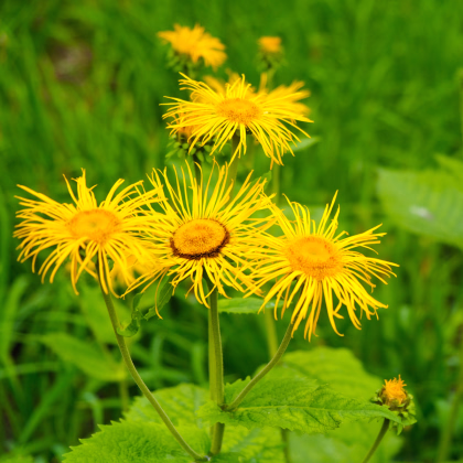 Oman pravý – Inula helenium – semená omanu - 20 ks