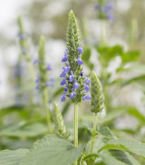 Chia - Salvia hispanica - semiačka chia - 10 ks