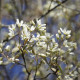 Muchovník kanadský - Amelanchier canadensis - semena muchovníku - 10 ks