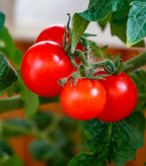 Paradajka Matina - Solanum lycopersicum - semená paradajky - 20 ks