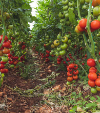 BIO Paradajka Matina - Solanum lycopersicum - bio semená paradajky - 15 ks