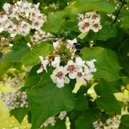 Katalpa Fargesova - Catalpa fargesii - semená katalpy - 8 ks