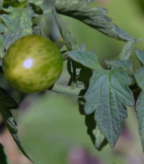 Paradajka Limetto F1 - Lycopersicon esculentum - semená paradajky - 5 ks