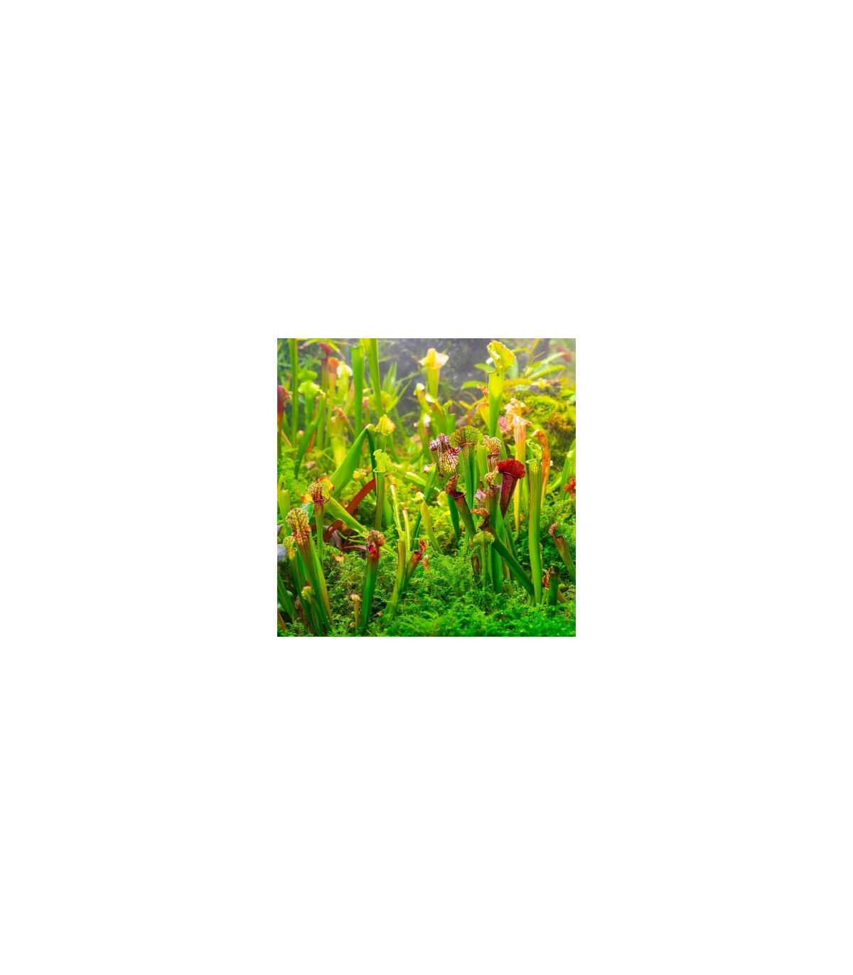 Saracénia zmes - Sarracenia mix - semená - 12 ks