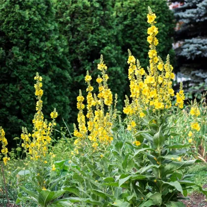 BIO Divozel veľkokvetý - Verbascum densiflorum - semená divozelu - 300 ks