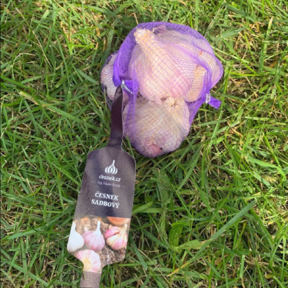 Sadbový cesnak Anton - Allium sativum - nepaličiak - cibuľa cesnaku - 1 balenie