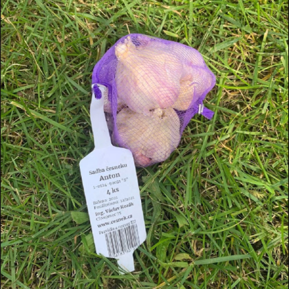 Sadbový cesnak Anton - Allium sativum - nepaličiak - cibuľa cesnaku - 1 balenie