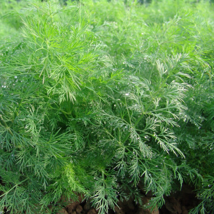 Kôpor voňavý Moravan - Anethum graveolens - semená - 500 ks