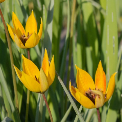 Tulipán lesný - Tulipa sylvestris - cibule tulipánov - 3 ks