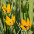 Tulipán lesný - Tulipa sylvestris - cibule tulipánov - 3 ks