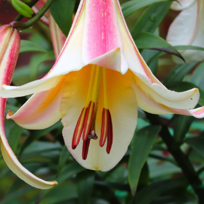 Ľalia kráľovská - Lilium regale - cibuľoviny - 1 ks