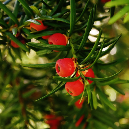 Tis červený - Taxus baccata - semená tisu - 5 ks