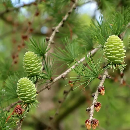 Smrekovec opadavý - Larix decidua - semená smrekovca - 10 ks