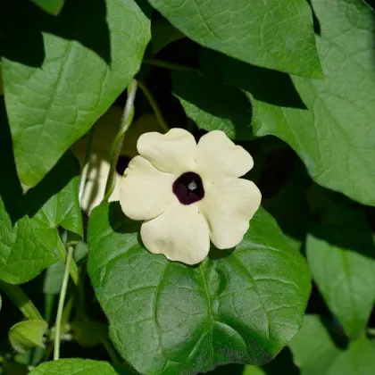 Tunbergia krídlatá biela - Thunbergia alata - semená tunbergie - 15 ks