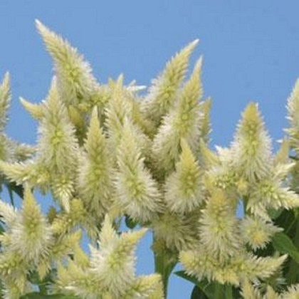 Plamenník klasnatý biely - Celosia spicata - semená celosie - 10 ks