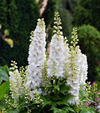 Stračonôžka biela - Delphinium solida - semená stračonôžky - 100 ks