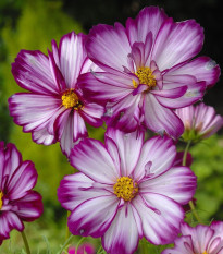 Krasuľka perovitá Fizzy Rose - Cosmos bipinnatus - semená krasuľky perovitej - 80 ks