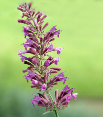 Agastache Heather Queen - Agastache cana - semená Agastache - 30 ks